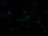 Immunofluorescence staining of HepG2 cells with CSB-PA885769PA01HU at 1:100, counter-stained with DAPI. The cells were fixed in 4% formaldehyde and blocked in 10% normal Goat Serum. The cells were then incubated with the antibody overnight at 4°C. The secondary antibody was Alexa Fluor 488-congugated AffiniPure Goat Anti-Rabbit IgG (H+L) .