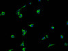 Immunofluorescence staining of HepG2 cells with CSB-PA820182NA01HU at 1:100, counter-stained with DAPI. The cells were fixed in 4% formaldehyde and blocked in 10% normal Goat Serum. The cells were then incubated with the antibody overnight at 4°C. The secondary antibody was Alexa Fluor 488-congugated AffiniPure Goat Anti-Rabbit IgG (H+L) .