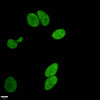 Immunofluorescence staining of Hela cells withCSB-RA010418A17me1HU at 1:96,counter-stained with DAPI. The cells were fixed in 4% formaldehyde, permeabilized using 0.2% Triton X-100 and blocked in 10% normal Goat Serum. The cells were then incubated with the antibody overnight at 4°C.The secondary antibody was Alexa Fluor 488-congugated AffiniPure Goat Anti-Rabbit IgG (H+L).