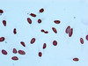 Immunocytochemistry analysis of CSB-RA010429A05acHU diluted at 1:100 and staining in Hela cells performed on a Leica BondTM system. After dewaxing and hydration, antigen retrieval was mediated by high pressure in a citrate buffer (pH 6.0). Section was blocked with 10% normal goat serum 30min at RT. Then primary antibody (1% BSA) was incubated at 4°C overnight. The primary is detected by a biotinylated secondary antibody and visualized using an HRP conjugated SP system.