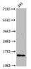 Western Blot<br />
 Positive WB detected in：293 whole cell lysate<br />
 All lanes：Phospho-Histone H2AX (S139) antibody at 0.23µg/ml<br />
 Secondary<br />
 Goat polyclonal to rabbit IgG at 1/50000 dilution<br />
 Predicted band size: 15 KDa<br />
 Observed band size: 15 KDa<br />