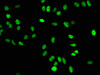 Immunofluorescence staining of Hela cells with CSB-RA010429A16me1HU at 1:50,counter-stained with DAPI. The cells were fixed in 4% formaldehyde, permeabilized using 0.2% Triton X-100 and blocked in 10% normal Goat Serum. The cells were then incubated with the antibody overnight at 4°C.The secondary antibody was Alexa Fluor 488-congugated AffiniPure Goat Anti-Rabbit IgG (H+L).