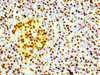 IHC image of CSB-RA010109A0HU diluted at 1:100 and staining in paraffin-embedded human pancreatic tissue performed on a Leica BondTM system. After dewaxing and hydration, antigen retrieval was mediated by high pressure in a citrate buffer (pH 6.0). Section was blocked with 10% normal goat serum 30min at RT. Then primary antibody (1% BSA) was incubated at 4°C overnight. The primary is detected by a biotinylated secondary antibody and visualized using an HRP conjugated SP system.