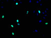 Immunofluorescence staining of Hela cells with CSB-RA010418A0HU at 1:93,counter-stained with DAPI. The cells were fixed in 4% formaldehyde, permeabilized using 0.2% Triton X-100 and blocked in 10% normal Goat Serum. The cells were then incubated with the antibody overnight at 4°C.The secondary antibody was Alexa Fluor 488-congugated AffiniPure Goat Anti-Rabbit IgG (H+L).