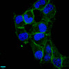 Immunofluorescence staining of Hela cells with CSB-RA004972A0HU at 1:87.5,counter-stained with DAPI. The cells were fixed in 4% formaldehyde, permeabilized using 0.2% Triton X-100 and blocked in 10% normal Goat Serum. The cells were then incubated with the antibody overnight at 4°C.The secondary antibody was Alexa Fluor 488-congugated AffiniPure Goat Anti-Rabbit IgG (H+L).