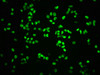 Immunofluorescence staining of K562 cells with CSB-RA019386A807phHU at 1:100,counter-stained with DAPI. The cells were fixed in 4% formaldehyde, permeabilized using 0.2% Triton X-100 and blocked in 10% normal Goat Serum. The cells were then incubated with the antibody overnight at 4°C. The secondary antibody was Alexa Fluor 488-congugated AffiniPure Goat Anti-Rabbit IgG (H+L).