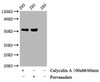 Western Blot<br />
 Positive WB detected in：293 whole cell lysate(treated with Calyculin A or Pervanadate)<br />
 All lanes：Phospho-TP53 antibody at 1.28µg/ml<br />
 Secondary<br />
 Goat polyclonal to rabbit IgG at 1/50000 dilution<br />
 Predicted band size: 53 KDa<br />
 Observed band size: 53 KDa<br />