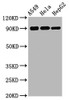 Western Blot<br />
 Positive WB detected in：A549 whole cell lysate，Hela whole cell lysate，HepG2 whole cell lysate<br />
 All lanes：Phospho-RPS6KA1 antibody at 1.75µg/ml<br />
 Secondary<br />
 Goat polyclonal to rabbit IgG at 1/50000 dilution<br />
 Predicted band size: 90 KDa<br />
 Observed band size: 90 KDa<br />