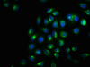 Immunofluorescence staining of Hela cells with CSB-RA007795A724phHU at 1:100, counter-stained with DAPI. The cells were fixed in 4% formaldehyde, permeabilized using 0.2% Triton X-100 and blocked in 10% normal Goat Serum. The cells were then incubated with the antibody overnight at 4°C. The secondary antibody was Alexa Fluor 488-congugated AffiniPure Goat Anti-Rabbit IgG(H+L).
