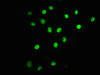 Immunofluorescence staining of A549 cells(treated with 100mM EGF for 20min) with CSB-RA002270A71phHU at 1:63,counter-stained with DAPI. The cells were fixed in 4% formaldehyde, permeabilized using 0.2% Triton X-100 and blocked in 10% normal Goat Serum. The cells were then incubated with the antibody overnight at 4°C. The secondary antibody was Alexa Fluor 488-congugated AffiniPure Goat Anti-Rabbit IgG (H+L).