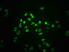 Immunofluorescence staining of HepG2 cells(treated with 100mM Calyculin A for 30min) with CSB-RA022810A727phHU at 1:66,counter-stained with DAPI. The cells were fixed in 4% formaldehyde, permeabilized using 0.2% Triton X-100 and blocked in 10% normal Goat Serum. The cells were then incubated with the antibody overnight at 4°C. The secondary antibody was Alexa Fluor 488-congugated AffiniPure Goat Anti-Rabbit IgG (H+L).