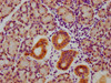 IHC image of CSB-RA009962A216phHU diluted at 1:100 and staining in paraffin-embedded human pancreatic tissue performed on a Leica BondTM system. After dewaxing and hydration, antigen retrieval was mediated by high pressure in a citrate buffer (pH 6.0). Section was blocked with 10% normal goat serum 30min at RT. Then primary antibody (1% BSA) was incubated at 4°C overnight. The primary is detected by a biotinylated secondary antibody and visualized using an HRP conjugated SP system.