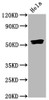 Western Blot<br />
 Positive WB detected in：Hela whole cell lysate<br />
 All lanes：Phospho-SMAD5 antibody at 0.835µg/ml<br />
 Secondary<br />
 Goat polyclonal to rabbit IgG at 1/50000 dilution<br />
 Predicted band size: 52 KDa<br />
 Observed band size: 52 KDa<br />