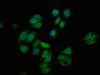 Immunofluorescence staining of HepG2 cells with CSB-RA019284A259phHU at 1:100,counter-stained with DAPI. The cells were fixed in 4% formaldehyde, permeabilized using 0.2% Triton X-100 and blocked in 10% normal Goat Serum. The cells were then incubated with the antibody overnight at 4°C. The secondary antibody was Alexa Fluor 488-congugated AffiniPure Goat Anti-Rabbit IgG (H+L).