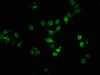 Immunofluorescence staining of HepG2 cells with CSB-RA002791A401phHU at 1:100,counter-stained with DAPI. The cells were fixed in 4% formaldehyde, permeabilized using 0.2% Triton X-100 and blocked in 10% normal Goat Serum. The cells were then incubated with the antibody overnight at 4°C. The secondary antibody was Alexa Fluor 488-congugated AffiniPure Goat Anti-Rabbit IgG (H+L).