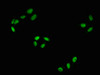 Immunofluorescence staining of Hela with CSB-RA019284A43phHU at 1:100,counter-stained with DAPI. The cells were fixed in 4% formaldehyde, permeabilized using 0.2% Triton X-100 and blocked in 10% normal Goat Serum. The cells were then incubated with the antibody overnight at 4°C. The secondary antibody was Alexa Fluor 488-congugated AffiniPure Goat Anti-Rabbit IgG (H+L).
