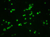 Immunofluorescence staining of 293T cells（treated with 50nM Calyculin A for 30min） with CSB-RA006169A33phHU at 1:100,counter-stained with DAPI. The cells were fixed in 4% formaldehyde, permeabilized using 0.2% Triton X-100 and blocked in 10% normal Goat Serum. The cells were then incubated with the antibody overnight at 4°C. The secondary antibody was Alexa Fluor 488-congugated AffiniPure Goat Anti-Rabbit IgG (H+L).