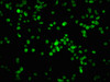 Immunofluorescence staining of K562 cells with CSB-RA019386A780phHU at 1:100,counter-stained with DAPI. The cells were fixed in 4% formaldehyde, permeabilized using 0.2% Triton X-100 and blocked in 10% normal Goat Serum. The cells were then incubated with the antibody overnight at 4°C. The secondary antibody was Alexa Fluor 488-congugated AffiniPure Goat Anti-Rabbit IgG (H+L).