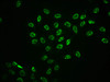 Immunofluorescence staining of Hela cells with CSB-RA013456A185phHU at 1:100,counter-stained with DAPI. The cells were fixed in 4% formaldehyde, permeabilized using 0.2% Triton X-100 and blocked in 10% normal Goat Serum. The cells were then incubated with the antibody overnight at 4°C. The secondary antibody was Alexa Fluor 488-congugated AffiniPure Goat Anti-Rabbit IgG (H+L).