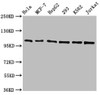 Western Blot<br />
 Positive WB detected in: Hela whole cell lysate, MCF-7 whole cell lysate, HepG2 whole cell lysate, 293 whole cell lysate, K562 whole cell lysate, Jurkat whole cell lysate<br />
 All lanes: CDC5L antibody at 1.3µg/ml<br />
 Secondary<br />
 Goat polyclonal to rabbit IgG at 1/50000 dilution<br />
 Predicted band size: 93 KDa<br />
 Observed band size: 100 KDa<br />