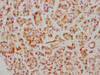 IHC image of CSB-RA858712A0HU diluted at 1:126.5 and staining in paraffin-embedded human pancreatic tissue performed on a Leica BondTM system. After dewaxing and hydration, antigen retrieval was mediated by high pressure in a citrate buffer (pH 6.0). Section was blocked with 10% normal goat serum 30min at RT. Then primary antibody (1% BSA) was incubated at 4°C overnight. The primary is detected by a biotinylated secondary antibody and visualized using an HRP conjugated SP system.