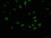 Immunofluorescence staining of A549 cells with CSB-RA858712A0HU at 1:42, counter-stained with DAPI. The cells were fixed in 4% formaldehyde, permeabilized using 0.2% Triton X-100 and blocked in 10% normal Goat Serum. The cells were then incubated with the antibody overnight at 4°C. The secondary antibody was Alexa Fluor 488-congugated AffiniPure Goat Anti-Rabbit IgG (H+L).