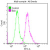 Overlay histogram showing Hela cells stained with CSB-RA624111A0HU (red line) at 1:50. The cells were fixed with 70% Ethylalcohol (18h) and then permeabilized with 0.3% Triton X-100 for 2 min. The cells were then incubated in 1x PBS /10% normal goat serum to block non-specific protein-protein interactions followed by primary antibody for 1 h at 4°C. The secondary antibody used was FITC goat anti-rabbit IgG (H+L) at 1/200 dilution for 1 h at 4°C. Control antibody (green line) was used under the same conditions. Acquisition of >10,000 events was performed.