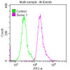 Overlay histogram showing Hela cells stained with CSB-RA022948A0HU (red line) at 1:50. The cells were fixed with 70% Ethylalcohol (18h) and then permeabilized with 0.3% Triton X-100 for 2 min. The cells were then incubated in 1x PBS /10% normal goat serum to block non-specific protein-protein interactions followed by primary antibody for 1 h at 4°C. The secondary antibody used was FITC goat anti-rabbit IgG (H+L) at 1/200 dilution for 1 h at 4°C. Control antibody (green line) was used under the same conditions. Acquisition of >10,000 events was performed.