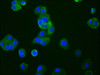 Immunofluorescence staining of HepG2 cells with CSB-RA004848A0HU at 1:33, counter-stained with DAPI. The cells were fixed in 4% formaldehyde, permeabilized using 0.2% Triton X-100 and blocked in 10% normal Goat Serum. The cells were then incubated with the antibody overnight at 4°C. The secondary antibody was Alexa Fluor 488-congugated AffiniPure Goat Anti-Rabbit IgG (H+L).