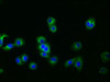 Immunofluorescence staining of HepG2 cells with CSB-RA009705A0HU at 1:30, counter-stained with DAPI. The cells were fixed in 4% formaldehyde, permeabilized using 0.2% Triton X-100 and blocked in 10% normal Goat Serum. The cells were then incubated with the antibody overnight at 4°C. The secondary antibody was Alexa Fluor 488-congugated AffiniPure Goat Anti-Rabbit IgG (H+L).