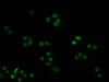 Immunofluorescence staining of HepG2 cells with CSB-RA005087A0HU at 1:32.5, counter-stained with DAPI. The cells were fixed in 4% formaldehyde, permeabilized using 0.2% Triton X-100 and blocked in 10% normal Goat Serum. The cells were then incubated with the antibody overnight at 4°C. The secondary antibody was Alexa Fluor 488-congugated AffiniPure Goat Anti-Rabbit IgG (H+L).