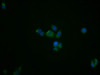 Immunofluorescence staining of PC3 cells with CSB-RA025168A0HU at 1:39, counter-stained with DAPI. The cells were fixed in 4% formaldehyde, permeabilized using 0.2% Triton X-100 and blocked in 10% normal Goat Serum. The cells were then incubated with the antibody overnight at 4°C. The secondary antibody was Alexa Fluor 488-congugated AffiniPure Goat Anti-Rabbit IgG (H+L).