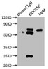 Immunoprecipitating CDC25C in HEK293 whole cell lysate<br />
 Lane 1: Rabbit control IgG instead of CSB-RA004996A0HU in HEK293 whole cell lysate.
 For western blotting, a HRP-conjugated Protein G antibody was used as the secondary antibody (1/2000)<br />
 Lane 2: CSB-RA004996A0HU (3µg) + HEK293 whole cell lysate (500µg)<br />
 Lane 3: HEK293 whole cell lysate (20µg)<br />