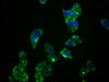 Immunofluorescence staining of Hela cells with CSB-RA018694A0HU at 1:36, counter-stained with DAPI. The cells were fixed in 4% formaldehyde, permeabilized using 0.2% Triton X-100 and blocked in 10% normal Goat Serum. The cells were then incubated with the antibody overnight at 4°C. The secondary antibody was Alexa Fluor 488-congugated AffiniPure Goat Anti-Rabbit IgG (H+L).