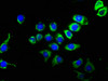 Immunofluorescence staining of A549 cells with CSB-RA004950A0HU at 1:51, counter-stained with DAPI. The cells were fixed in 4% formaldehyde, permeabilized using 0.2% Triton X-100 and blocked in 10% normal Goat Serum. The cells were then incubated with the antibody overnight at 4°C. The secondary antibody was Alexa Fluor 488-congugated AffiniPure Goat Anti-Rabbit IgG (H+L).