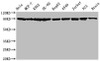 Western Blot<br />
 Positive WB detected in: Hela whole cell lysate, MCF-7 whole cell lysate, K562 whole cell lysate, HL-60 whole cell lysate, HepG2 whole cell lysate, A549 whole cell lysate, Jurkat whole cell lysate, PC3 whole cell lysate, Rat brain tissue<br />
 All lanes: Hsp90 alpha + beta antibody at 1.25µg/ml<br />
 Secondary<br />
 Goat polyclonal to rabbit IgG at 1/50000 dilution<br />
 Predicted band size: 90 KDa<br />
 Observed band size: 90 KDa<br />