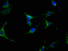 Immunofluorescence staining of NIH/3T3 cells with CSB-RA011087A2HU at 1:63, counter-stained with DAPI. The cells were fixed in 4% formaldehyde, permeabilized using 0.2% Triton X-100 and blocked in 10% normal Goat Serum. The cells were then incubated with the antibody overnight at 4°C. The secondary antibody was Alexa Fluor 488-congugated AffiniPure Goat Anti-Rabbit IgG (H+L).