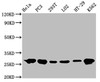 Western Blot<br />
 Positive WB detected in: Hela whole cell lysate, PC3 whole cell lysate, 293T whole cell lysate, LO2 whole cell lysate, HT-29 whole cell lysate, K562 whole cell lysate<br />
 All lanes: Hsp27 antibody at 0.62µg/ml<br />
 Secondary<br />
 Goat polyclonal to rabbit IgG at 1/50000 dilution<br />
 Predicted band size: 23 KDa<br />
 Observed band size: 27 KDa<br />