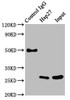 Immunoprecipitating Hsp27 in Hela whole cell lysate<br />
 Lane 1: Rabbit control IgG instead of CSB-RA010833A0HU in Hela whole cell lysate.
 For western blotting, a HRP-conjugated Protein G antibody was used as the secondary antibody (1/2000)<br />
 Lane 2: CSB-RA010833A0HU (3µg) + Hela whole cell lysate (500µg)<br />
 Lane 3: Hela whole cell lysate (20µg)<br />