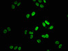 Immunofluorescence staining of Hela cells with CSB-RA013003A0HU at 1:38, counter-stained with DAPI. The cells were fixed in 4% formaldehyde, permeabilized using 0.2% Triton X-100 and blocked in 10% normal Goat Serum. The cells were then incubated with the antibody overnight at 4°C. The secondary antibody was Alexa Fluor 488-congugated AffiniPure Goat Anti-Rabbit IgG (H+L).