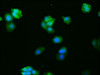 Immunofluorescence staining of HepG2 cells with CSB-RA008790A0HU at 1:27, counter-stained with DAPI. The cells were fixed in 4% formaldehyde, permeabilized using 0.2% Triton X-100 and blocked in 10% normal Goat Serum. The cells were then incubated with the antibody overnight at 4°C. The secondary antibody was Alexa Fluor 488-congugated AffiniPure Goat Anti-Rabbit IgG (H+L).