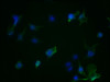 Immunofluorescence staining of Hela Cells with CSB-RA223479A0HU at 1：50, counter-stained with DAPI. The cells were fixed in 4% formaldehyde, permeated by 0.2% TritonX-100, and blocked in 10% normal Goat Serum. The cells were then incubated with the antibody overnight at 4°C. Nuclear DNA was labeled in blue with DAPI. The secondary antibody was FITC-conjugated AffiniPure Goat Anti-Rabbit IgG （H+L）.