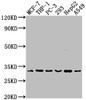 Western Blot<br />
 Positive WB detected in: MCF-7 whole cell lysate, THP-1 whole cell lysate, PC-3 whole cell lysate, 293 whole cell lysate, HepG2 whole cell lysate, A549 whole cell lysate<br />
 All lanes: CD8A antibody at 1:2000<br />
 Secondary<br />
 Goat polyclonal to rabbit IgG at 1/50000 dilution<br />
 Predicted band size: 26, 22, 31 kDa<br />
 Observed band size: 31 kDa<br />