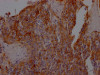 IHC image of CSB-RA162789A0HU diluted at 1:100 and staining in paraffin-embedded human tonsil tissue performed on a Leica BondTM system. After dewaxing and hydration, antigen retrieval was mediated by high pressure in a citrate buffer (pH 6.0). Section was blocked with 10% normal goat serum 30min at RT. Then primary antibody (1% BSA) was incubated at 4°C overnight. The primary is detected by a Goat anti-rabbit IgG polymer labeled by HRP and visualized using 0.05% DAB.