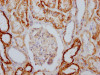 IHC image of CSB-RA796310A0HU diluted at 1:100 and staining in paraffin-embedded human kidney tissue performed on a Leica BondTM system. After dewaxing and hydration, antigen retrieval was mediated by high pressure in a citrate buffer (pH 6.0). Section was blocked with 10% normal goat serum 30min at RT. Then primary antibody (1% BSA) was incubated at 4°C overnight. The primary is detected by a Goat anti-rabbit IgG polymer labeled by HRP and visualized using 0.05% DAB.