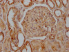 IHC image of CSB-RA548303A0HU diluted at 1:100 and staining in paraffin-embedded human kidney tissue performed on a Leica BondTM system. After dewaxing and hydration, antigen retrieval was mediated by high pressure in a citrate buffer (pH 6.0). Section was blocked with 10% normal goat serum 30min at RT. Then primary antibody (1% BSA) was incubated at 4°C overnight. The primary is detected by a Goat anti-rabbit IgG polymer labeled by HRP and visualized using 0.05% DAB.