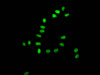 Immunofluorescence staining of Hela Cells with CSB-RA276627A0HU at 1：50, counter-stained with DAPI. The cells were fixed in 4% formaldehyde, permeated by 0.2% TritonX-100, and blocked in 10% normal Goat Serum. The cells were then incubated with the antibody overnight at 4°C. Nuclear DNA was labeled in blue with DAPI. The secondary antibody was FITC-conjugated AffiniPure Goat Anti-Rabbit IgG （H+L）.