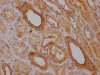 IHC image of CSB-RA786226A0HU diluted at 1:100 and staining in paraffin-embedded human kidney tissue performed on a Leica BondTM system. After dewaxing and hydration, antigen retrieval was mediated by high pressure in a citrate buffer (pH 6.0). Section was blocked with 10% normal goat serum 30min at RT. Then primary antibody (1% BSA) was incubated at 4°C overnight. The primary is detected by a Goat anti-rabbit IgG polymer labeled by HRP and visualized using 0.05% DAB.