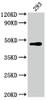 Western Blot<br />
 Positive WB detected in: 293 whole cell lysate<br />
 All lanes: JUN antibody at 1:2000<br />
 Secondary<br />
 Goat polyclonal to rabbit IgG at 1/50000 dilution<br />
 Predicted band size: 36 kDa<br />
 Observed band size: 43 kDa<br />