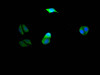 Immunofluorescence staining of Hela Cells with CSB-RA578819A0HU at 1：50, counter-stained with DAPI. The cells were fixed in 4% formaldehyde, permeated by 0.2% TritonX-100, and blocked in 10% normal Goat Serum. The cells were then incubated with the antibody overnight at 4°C. Nuclear DNA was labeled in blue with DAPI. The secondary antibody was FITC-conjugated AffiniPure Goat Anti-Rabbit IgG （H+L）.